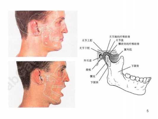 颞下颌关节什么构成的（颞下颌关节紊乱症怎么治疗）