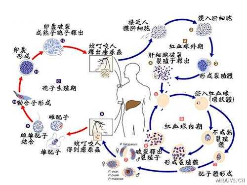 疟疾的感染阶段是什么（疟疾感染的四个阶段）