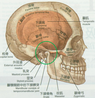 颞是指什么位置（颞什么意思）