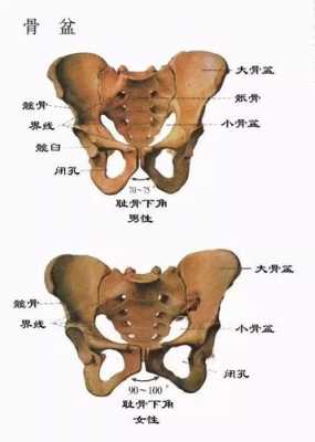 骨盆带由什么组成（骨盆由什么组成的）