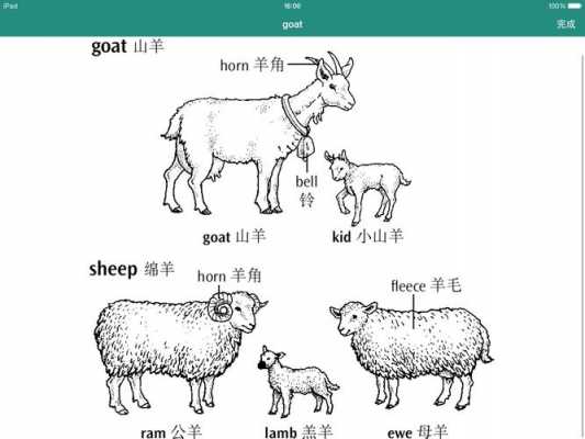 sheep什么词性（sheep的词性）