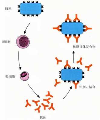 属于胚胎抗原的是什么（属于胚胎性抗原的是）