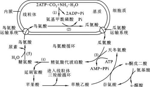 氨的代谢包括什么循环（氨的代谢包括什么循环系统）