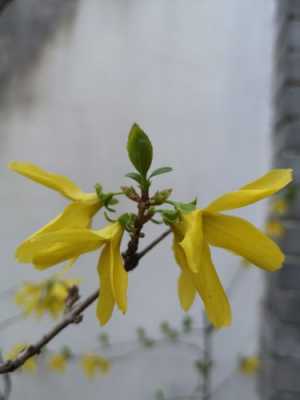 北京什么花学校（北京各种花花期）