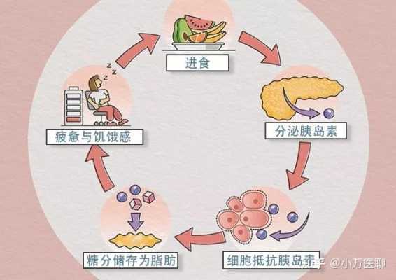 胰岛抵抗包括什么（胰岛抵抗能恢复吗）