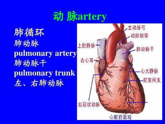 什么连着肺动脉（肺动脉与什么相通）