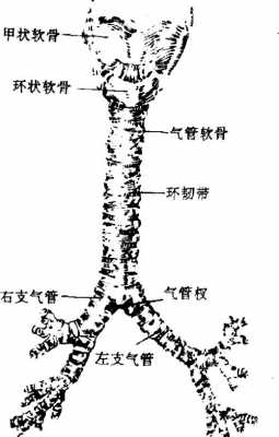 支气管软骨在什么位置（支气管软骨形成症）