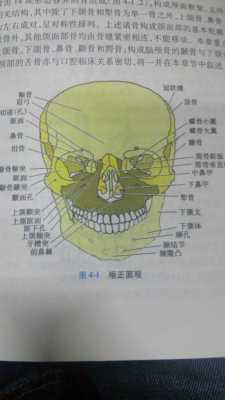 颏是什么部位（颌是什么部位）