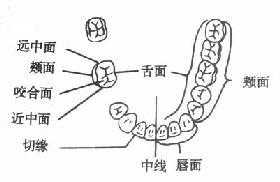 斜几位于什么牙冠表面（牙冠的斜面名词解释）