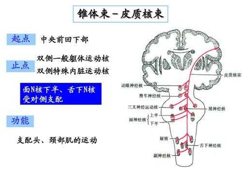 属于脑干核的是什么（属于脑干核的是什么细胞核）