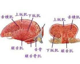 舌肌由什么支配（简述舌肌的作用）