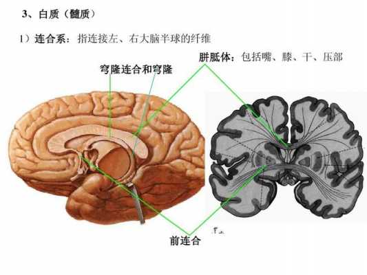 白质前联合交叉是什么（白质前连合图片）