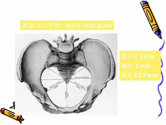 骨盆入口右斜径指什么（骨盆入口左右斜径位置）