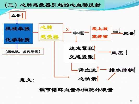 心肺感受器是什么（心肺感受器是什么组织）