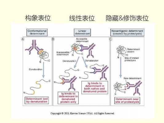 什么是ti抗原（ti1抗原包括）