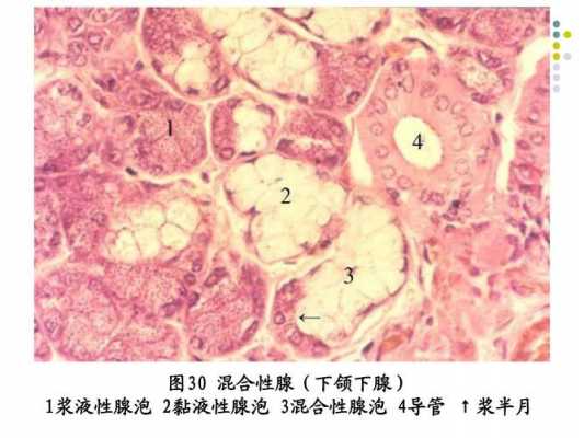 什么属于浆液性腺泡（什么属于浆液性腺泡细胞）