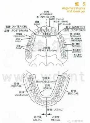 牙齿颌面指什么（牙齿颌面什么意思）