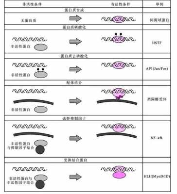 反式作用因子是什么（反式作用因子是什么意思）