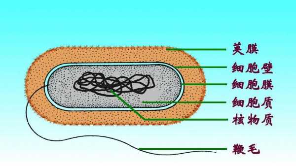 细菌荚膜与什么有关（细菌荚膜形成的条件）