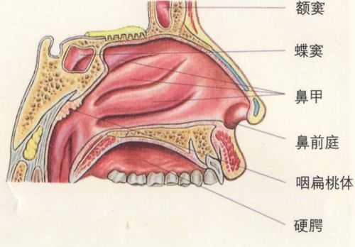 鼻腭在什么地方（鼻鄂处在哪里）