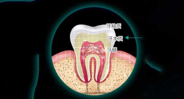牙本质有什么细胞（牙本质有细胞吗）
