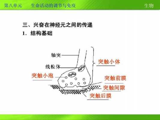 突触前成分包括什么（突触前成分内有许多突触小泡）