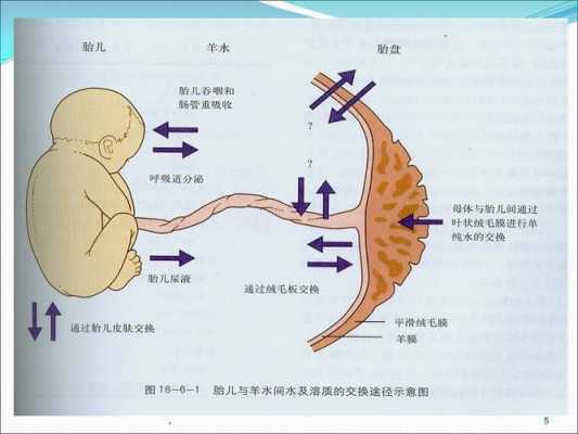 胎儿附属物包括什么（胎儿附属物包括什么细胞）