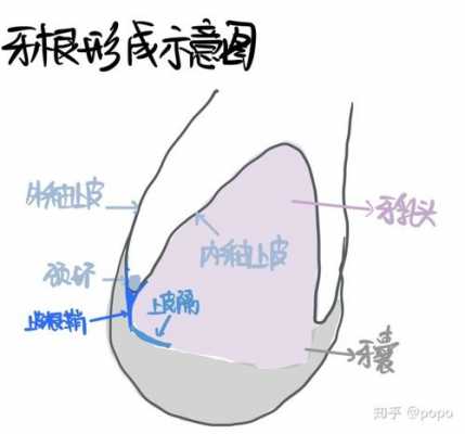 上皮根鞘是什么（上皮根鞘的作用）