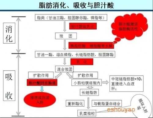 胆汁主演促进什么吸收（胆汁的主要作用是促进）