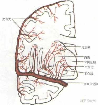 大脑深穿支是什么（大脑深穿支闭塞）